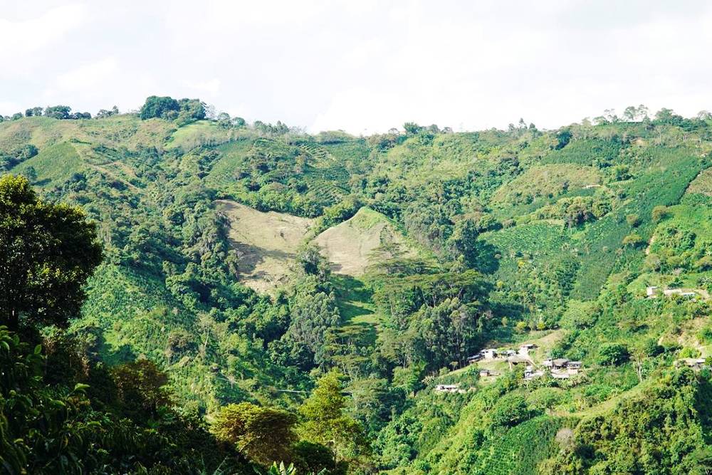 Вид на нашу ферму в Колумбии — она называется Ла Виолета и находится на&nbsp;высоте 1715—1815 м над&nbsp;уровнем моря