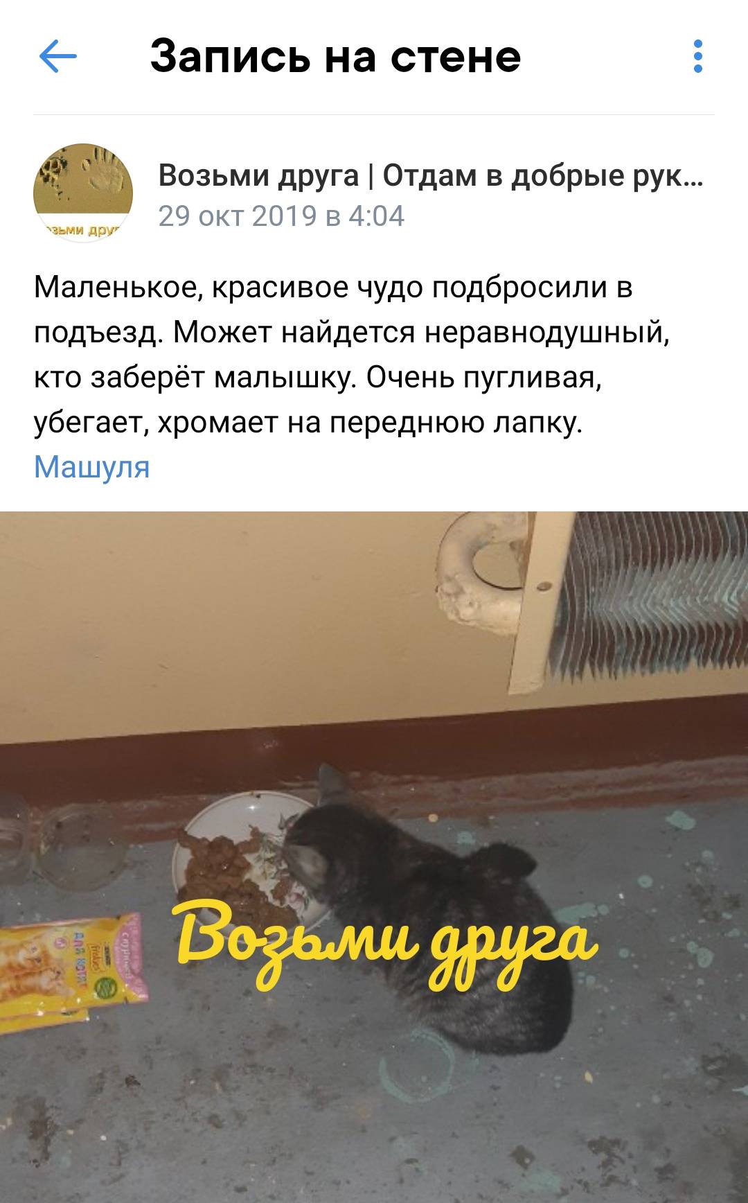 Вот так выглядят типичные посты о бездомных котах. Это пост о моей кошке Кесе. Источник: vk.com