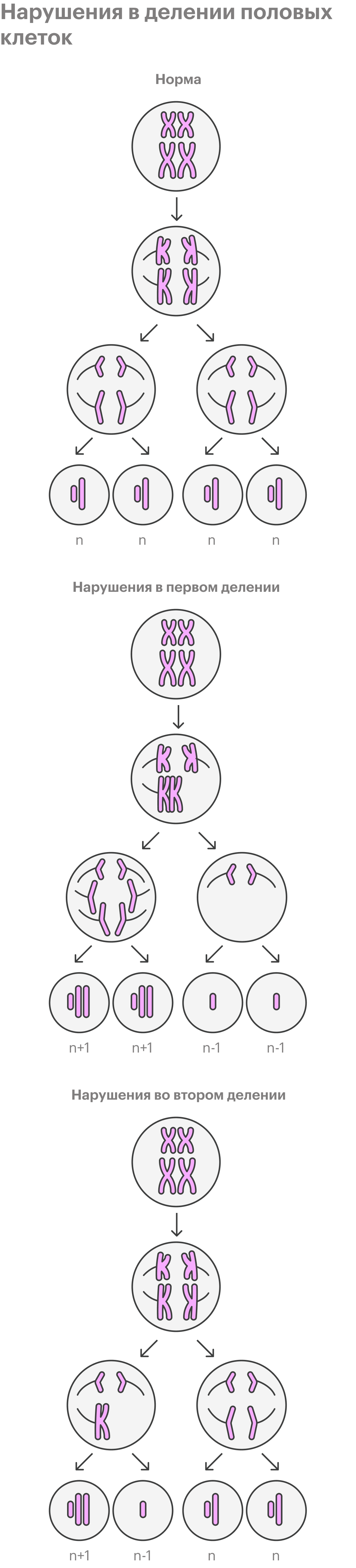 Так упрощенно можно изобразить нарушения в&nbsp;делении половых клеток — его называют мейозом. При&nbsp;нарушениях в процессе первого мейоза нормальных половых клеток не&nbsp;образуется: в&nbsp;хромосомном наборе будет либо на&nbsp;одну хромосому больше, либо на&nbsp;одну хромосому меньше. Не&nbsp;все эмбрионы с&nbsp;хромосомными нарушениями жизнеспособны, поэтому часто после оплодотворения такие яйцеклетки не&nbsp;развиваются дальше. Увеличение числа хромосом в 21-й паре приводит к&nbsp;синдрому Дауна, в 18-й паре — к синдрому Эдвардса, а в 13-й паре — к&nbsp;синдрому Патау