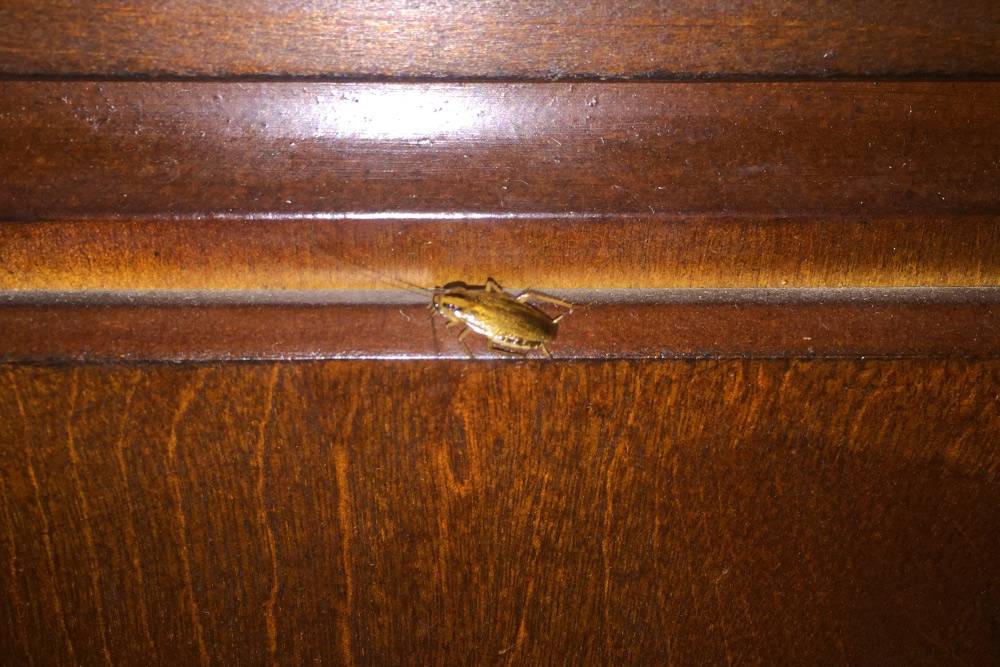 Фотография не самого расторопного таракана в доме у Кейли