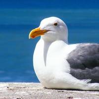 Сергей Сергеев