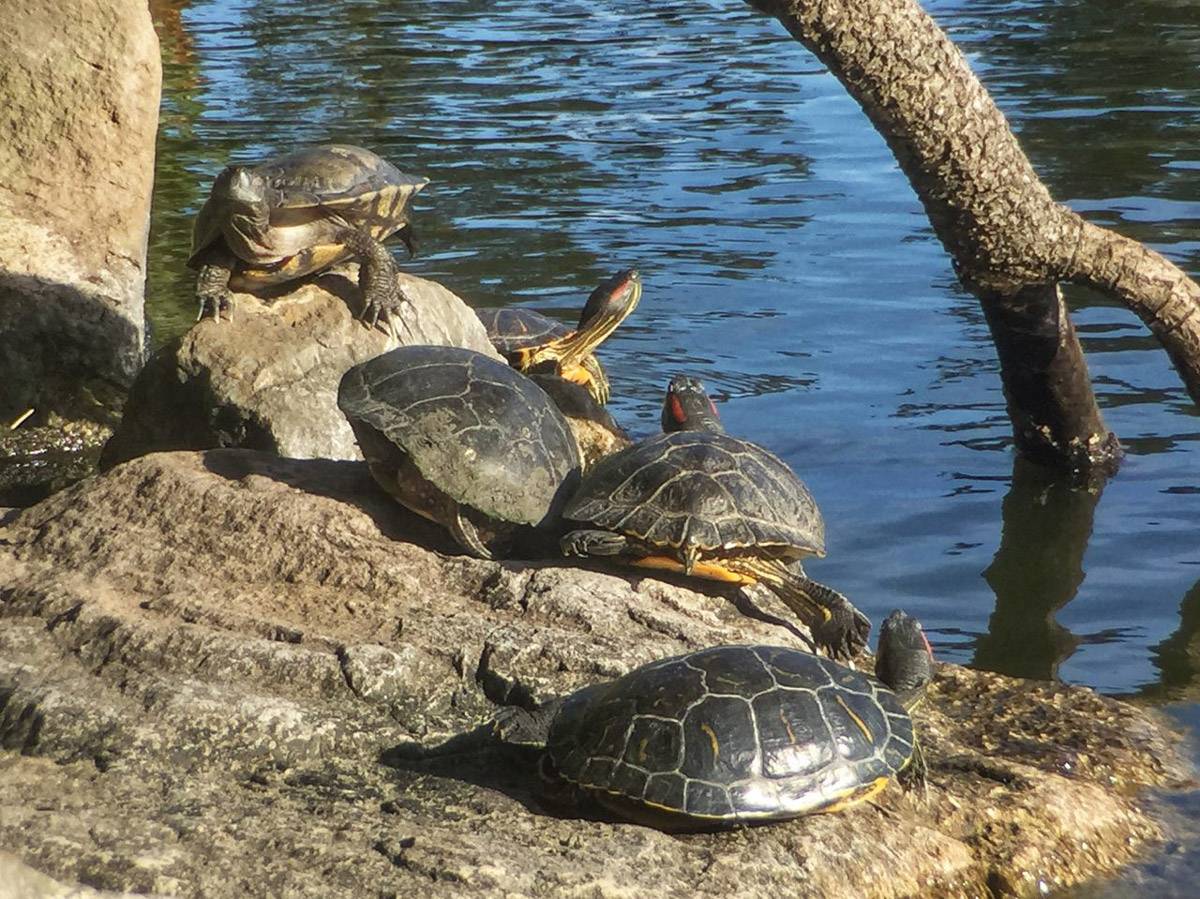 Черепахи в парке «Голден-гейт»