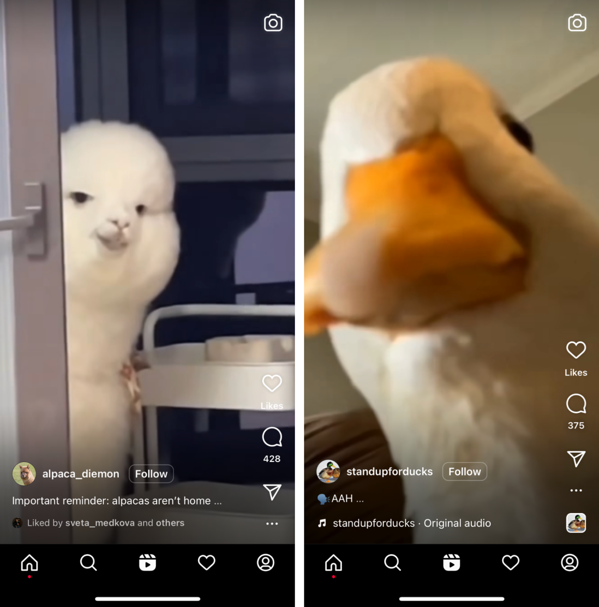 Ради каких видео я на самом деле хочу найти альтернативу «Тиктоку»