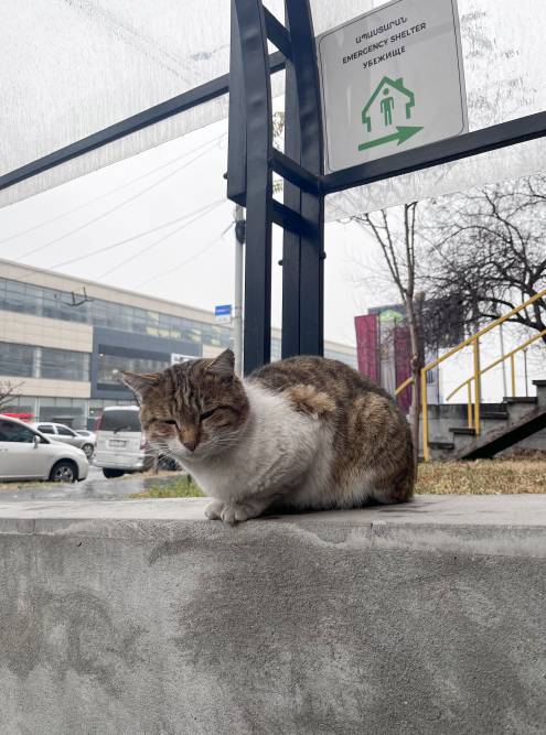 В каждом дневнике должен быть котик. Вот мой бездомный бандит, который дежурит у столовой