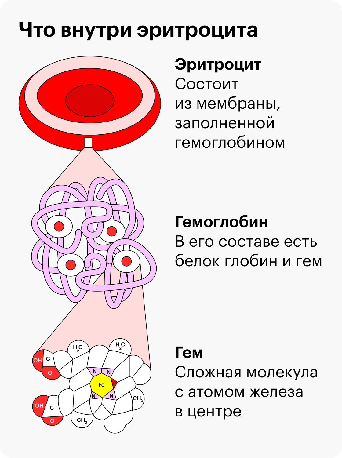 При&nbsp;анемии в крови мало красных кровяных клеток — эритроцитов. Они переносят кислород к остальным клеткам организма и забирают у них углекислый газ. Это возможно благодаря сложному белку гемоглобину. В его составе есть белок гем — именно он прикрепляет молекулы кислорода