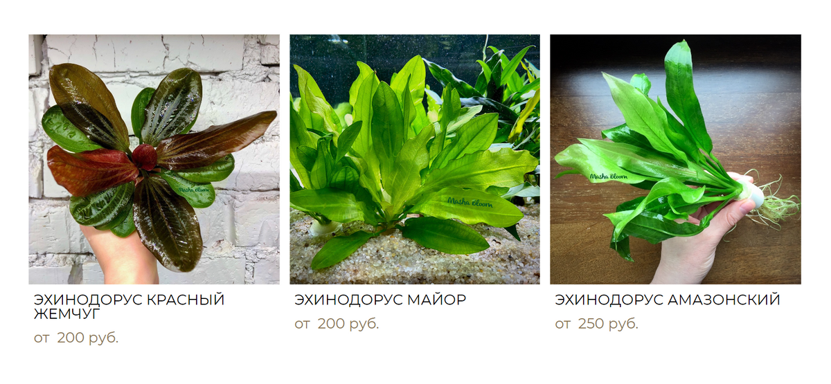 Эхинодорусы и таиландский папоротник — это примеры неприхотливых растений, подходящих для&nbsp;тропического аквариума. Источник: mashabloom.ru