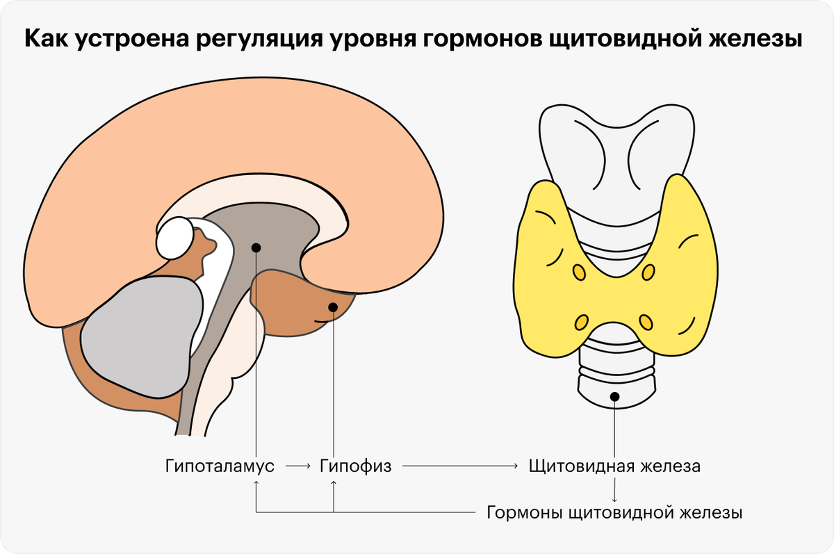 Железы гипофиз щитовидная железа