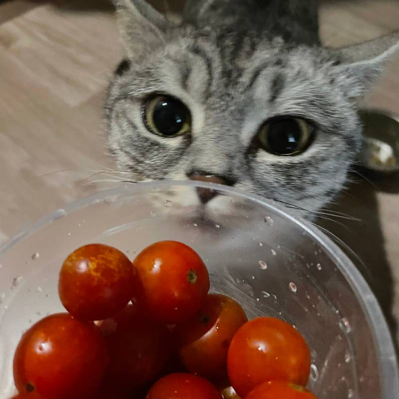 Кошка исследует помидорки