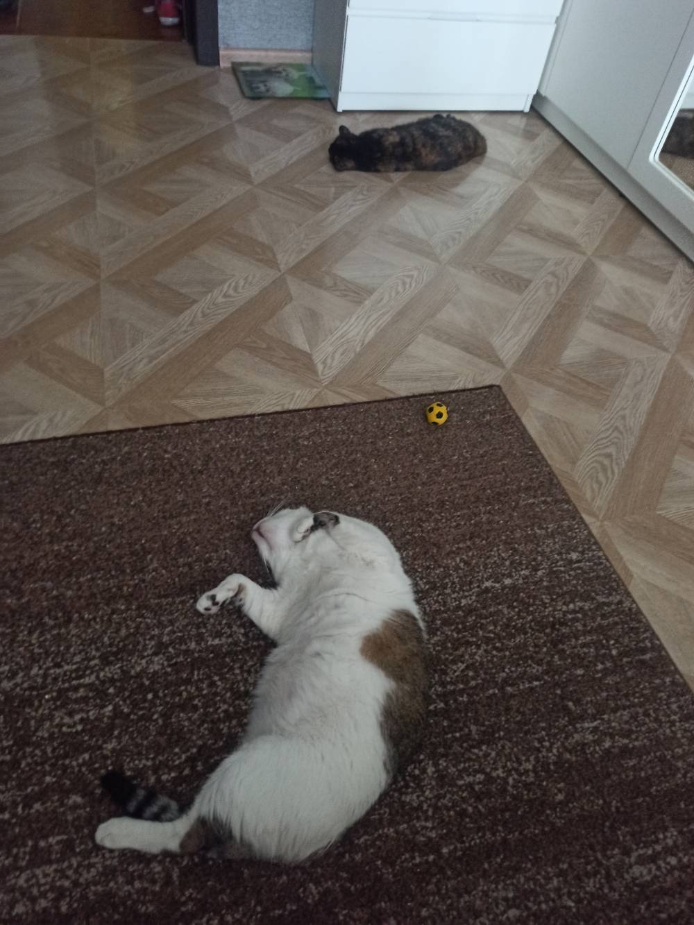 Сколько лет котятам, когда кошки