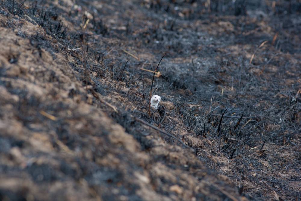 Ласка среди сгоревшей травы в Брянской области в 2015&nbsp;году. Фото:&nbsp;Игорь Подгорный&nbsp;/ «Гринпис»