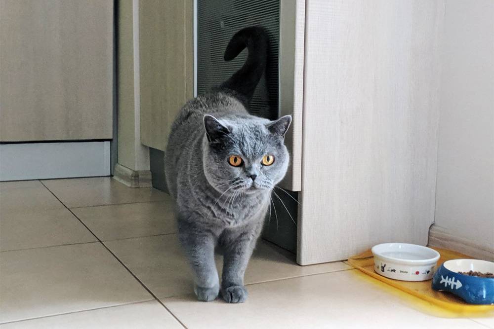 Та самая пострадавшая кошка, которая теперь спит на лестнице очень чутко