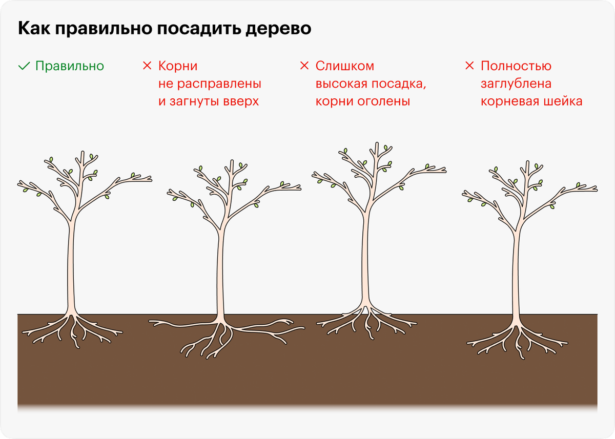 Тебе нужно посадить дерево составь план своих действий для этого выбери из