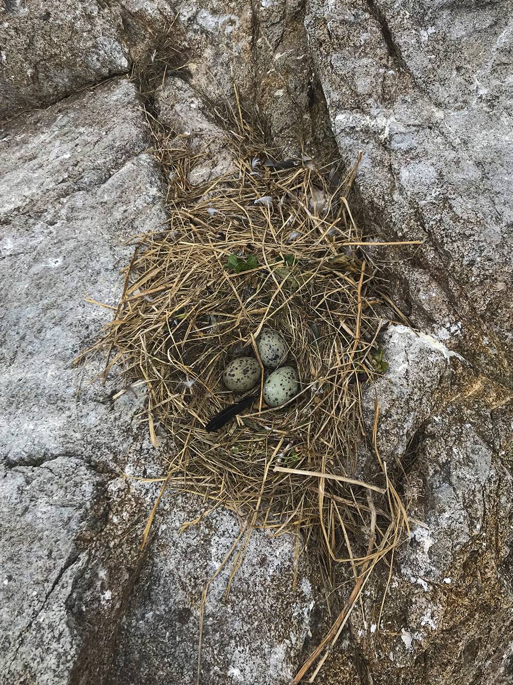 Чайки откладывают яйца прямо на скале. Они были буквально на каждом шагу — тяжело не наступить на них