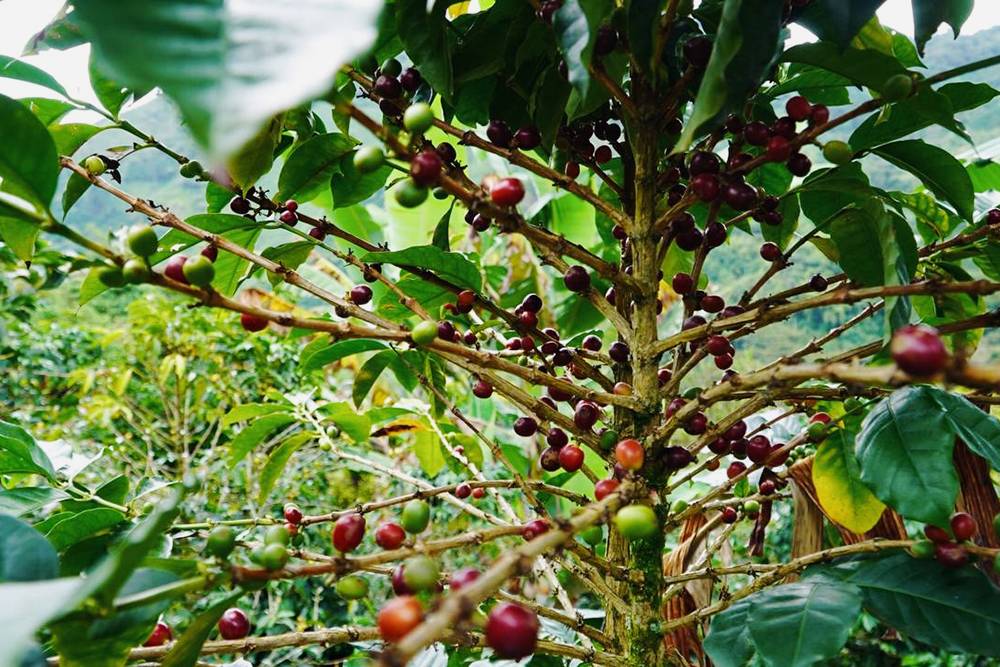 Так растут кофейные ягоды — это фотография с&nbsp;нашей фермы в&nbsp;Колумбии. Внутри ягоды одна или две косточки — это и&nbsp;есть зерна, которые на&nbsp;ферме обрабатывают и&nbsp;сушат, а&nbsp;мы потом обжариваем