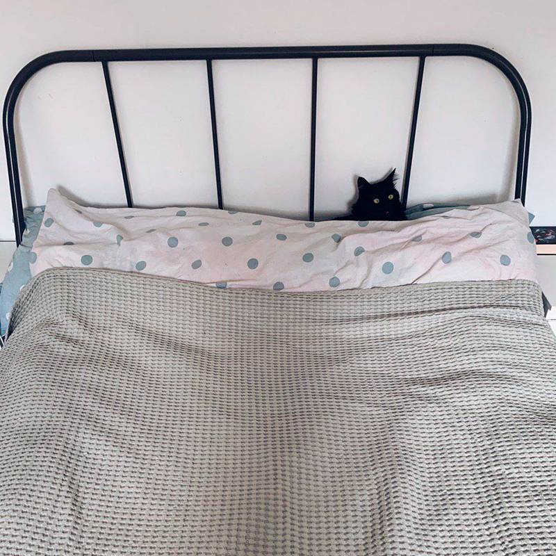 Кот не понимает, зачем его накрыли одеялом