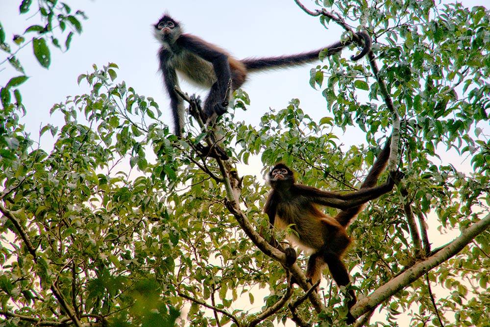 В джунглях Калакмуля живут обезьяны-ревуны. Они очень громко и пугающе кричат и прыгают по верхнему ярусу леса. Чтобы их сфотографировать, мы привлекали внимание, шурша пакетами из-под еды, и использовали зум-объектив