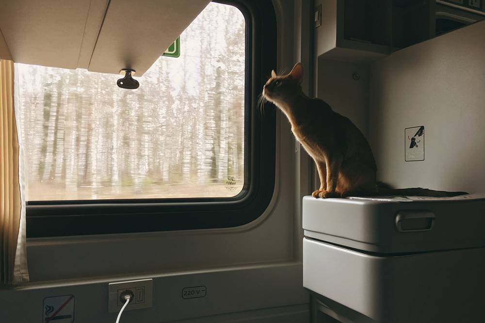 Ехать с кошкой в поезде в другую страну — когда еще такое испытаешь