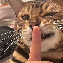 Котёнок Скотёнок