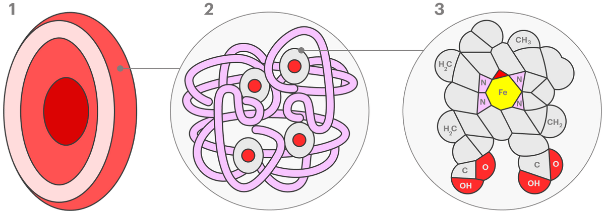 Эритроцит (1) — «сумка» в форме диска, заполненная гемоглобином (2). В состав гемоглобина входит белок глобин, обозначенный фиолетовым, и серо-красный гем (3) — сложная молекула с атомом железа в центре, которая присоединяет кислород