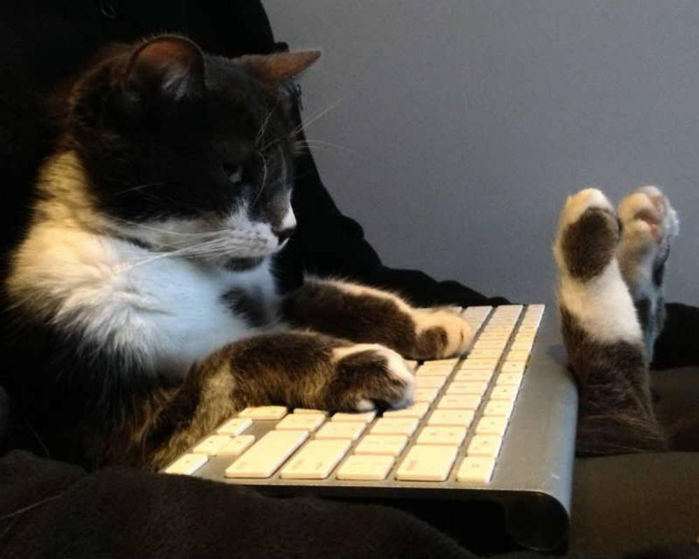 Котик за работой из аккаунта Cats with jobs. Источник: twitter.com