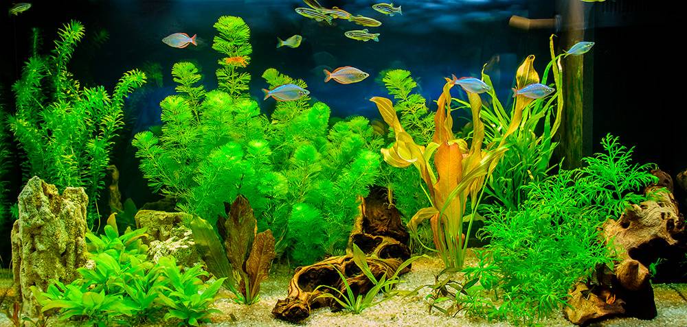 Так выглядит аквариум с&nbsp;тропическими рыбами и&nbsp;растениями. Источник: Andrey_Nikitin / Shutterstock
