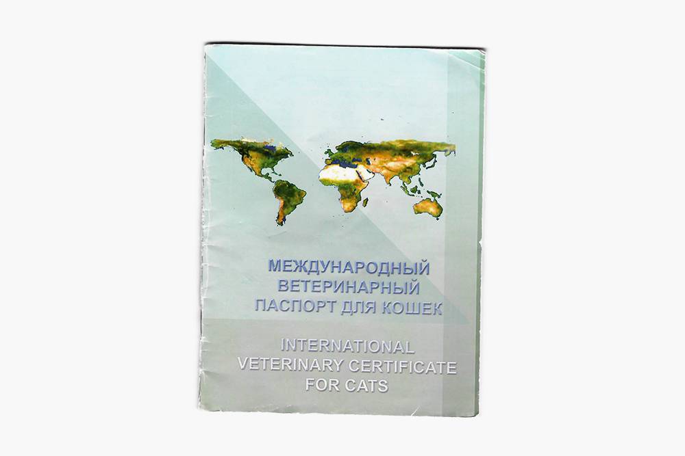 Как перевезти кошку через границу россия украина