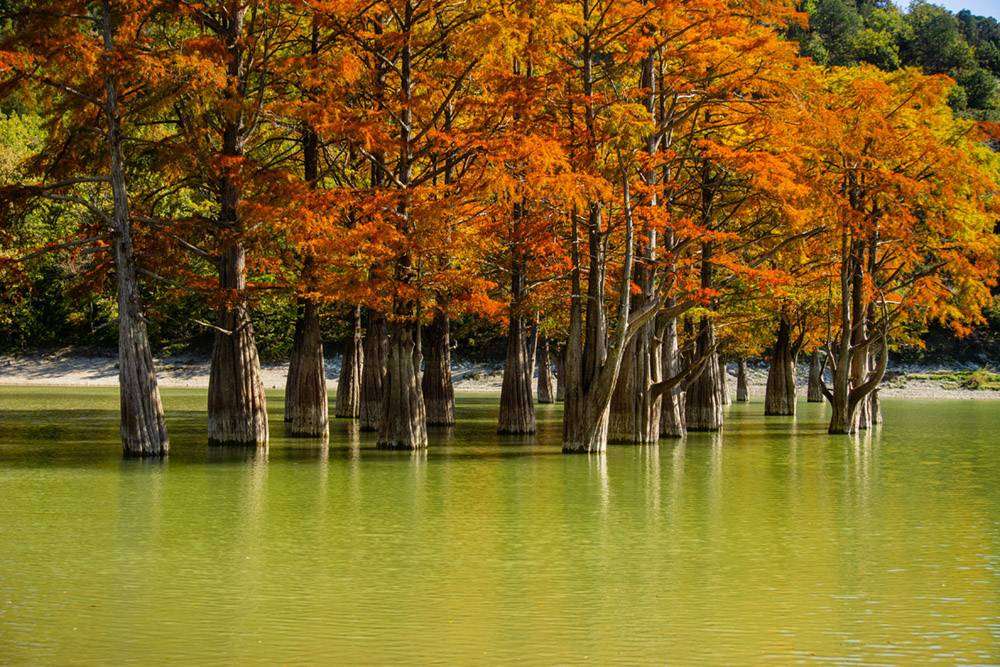 На озере особенно красиво осенью, когда кипарисы становятся красно-рыжими. Фото: Alexander Denisenko / Shutterstock
