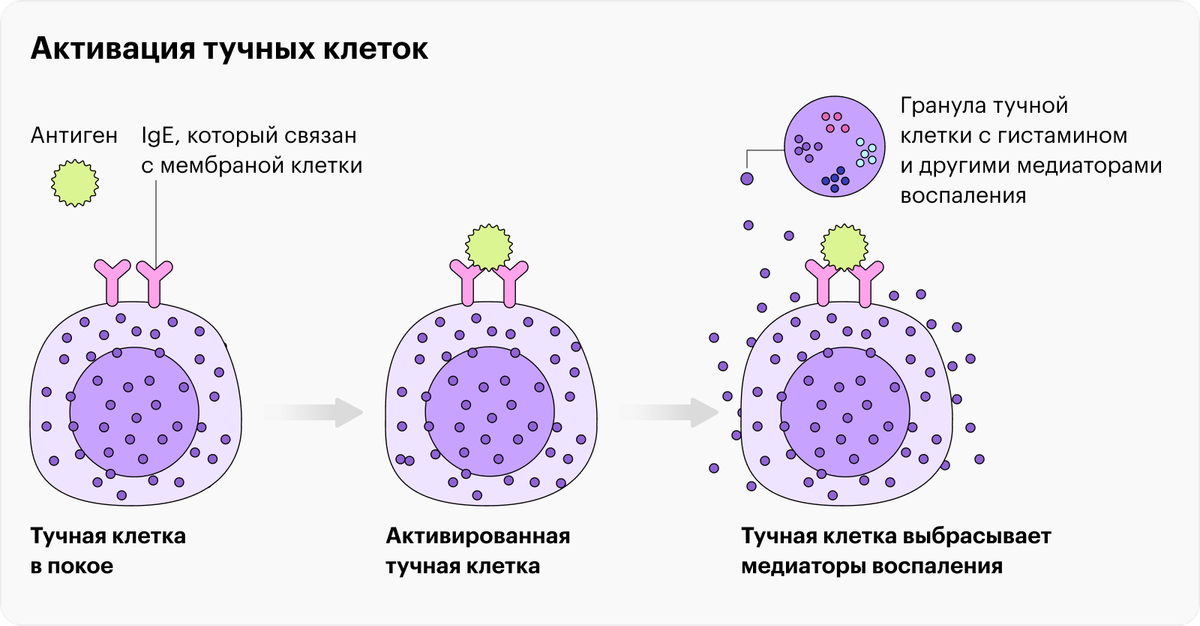 Тучные клетки воспаления. Тучные клетки строение. Тучные клетки иммунология. Дегрануляция тучных клеток. Тучные клетки воспаление.