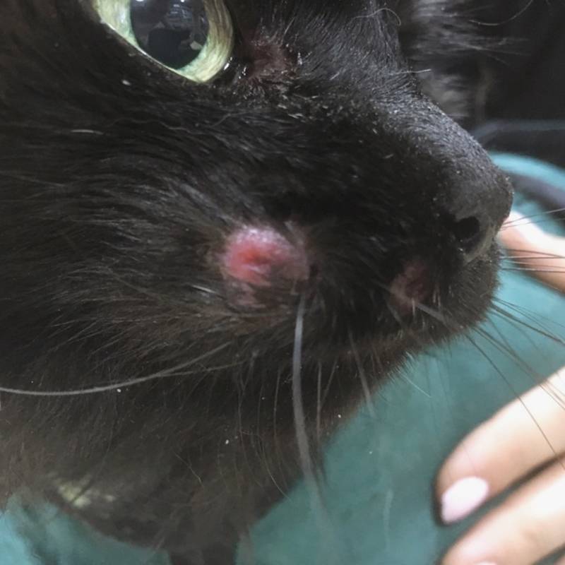 Так может выглядеть мастоцитома у кошек. Обычно это нарост розового или красного цвета с выпавшей шерстью. Источник: vet-centre.ru