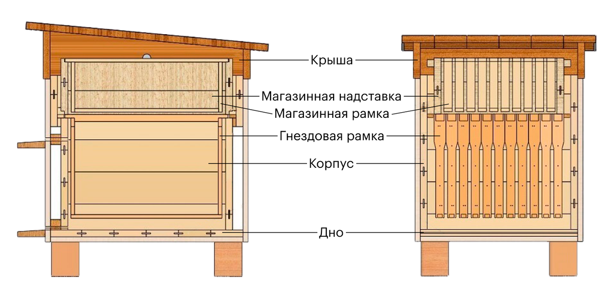 Чертеж пчелы. Схема устройства ульев для пчел. Строение улья для пчел схема. Как устроен улей для пчел внутри. Строение улика для пчел.