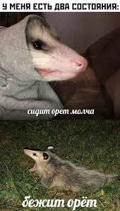 Opossum Running and Screaming