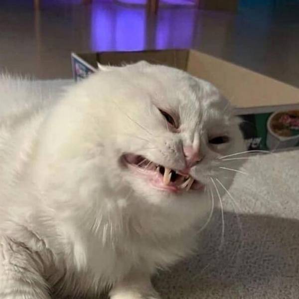 Котий сын