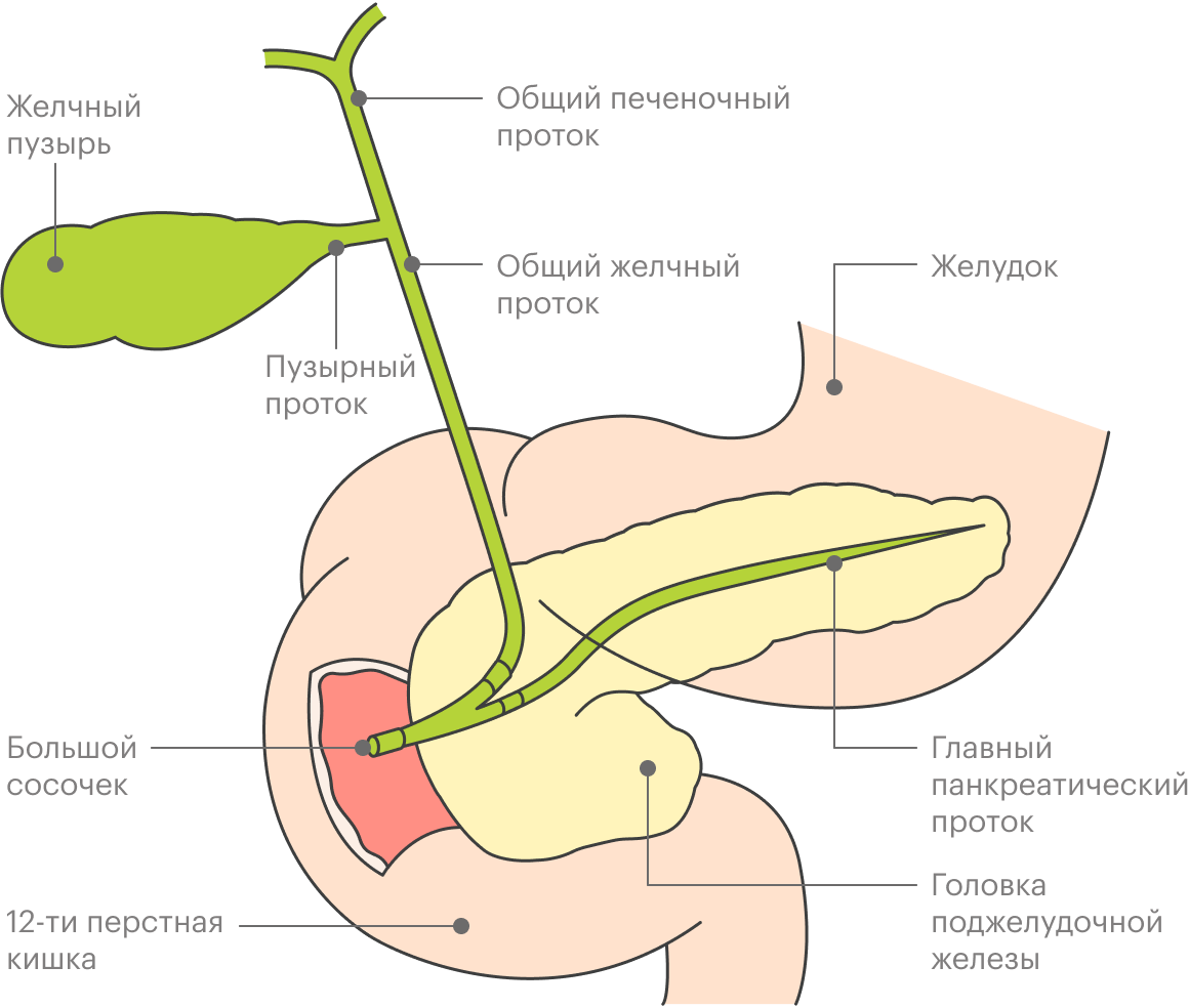 Поджелудочная железа желчный. Вирсунгов проток поджелудочной железы. Анатомия протоков поджелудочной железы и желчного пузыря.