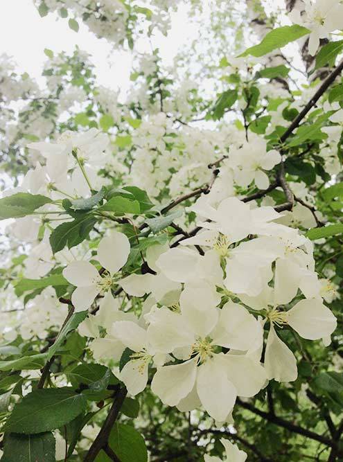 26 мая 2016 года в Сыктывкаре уже вовсю цвели яблони