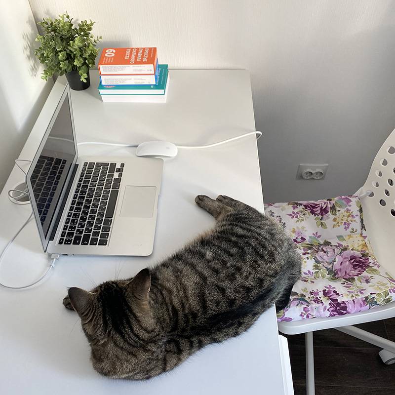 Кошка Матильда — важная часть рабочего процесса