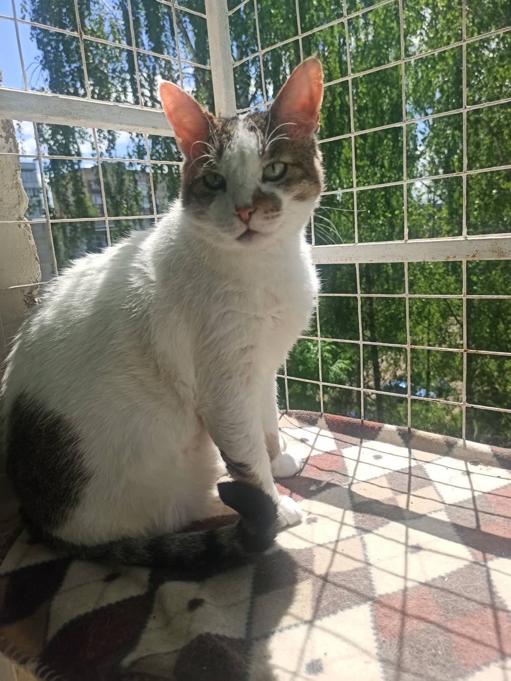 Сколько лет котятам, когда кошки