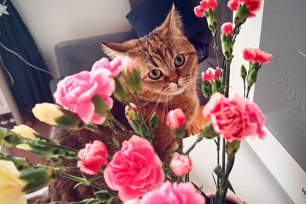 Почти затаившийся дракон, то есть тигр