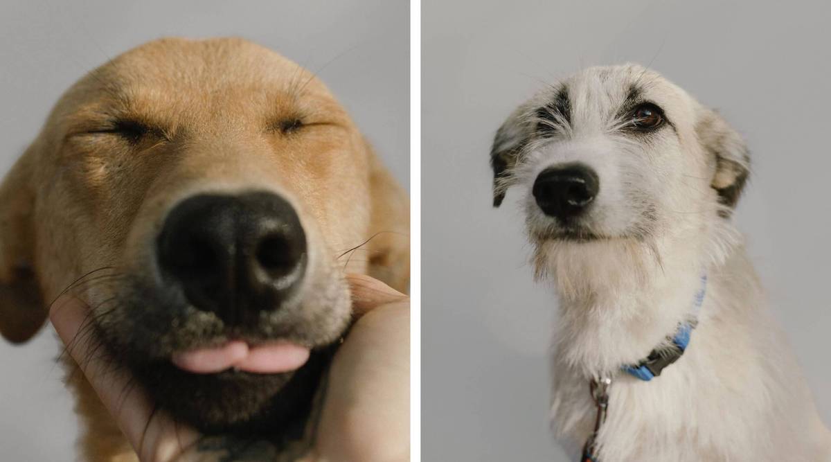 Собаки на фото — воспитанники приюта «Русдог»