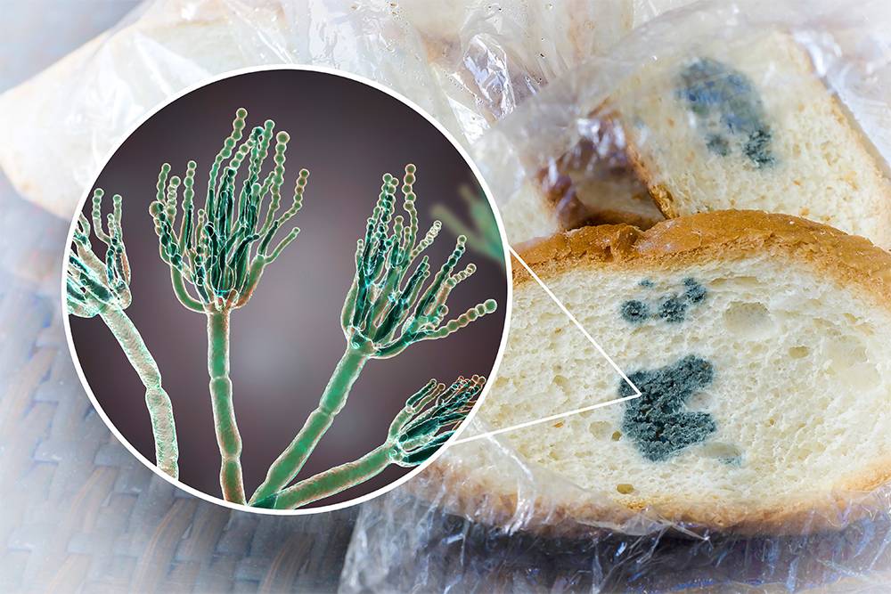 Что будет, если съесть плесень: зеленую или белую, на хлебе, сыре ...