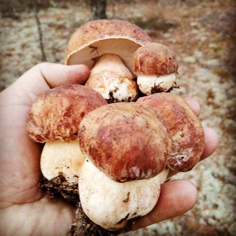 Сросток боровиков в Вельском районе Архангельской области. Первый сорт боровиков — самый дорогой. Этому сростку дня три