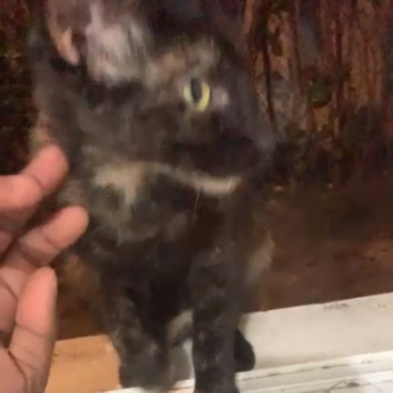 Самая удачная из попыток заскриншотить кошку в движении