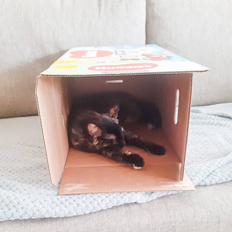 Кошка спит в коробке из-под подгузников