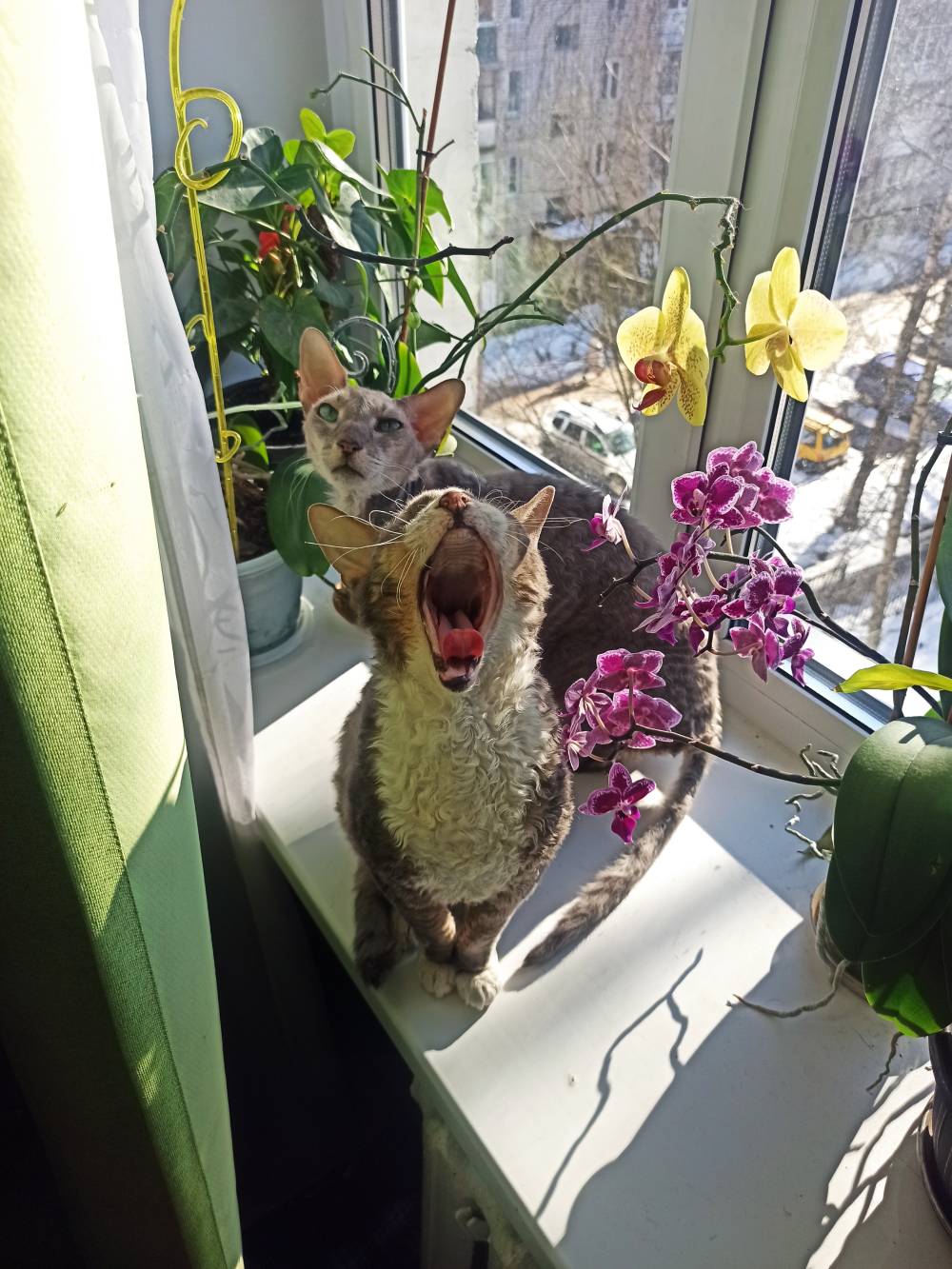 Сколько лет котятам, когда кошки