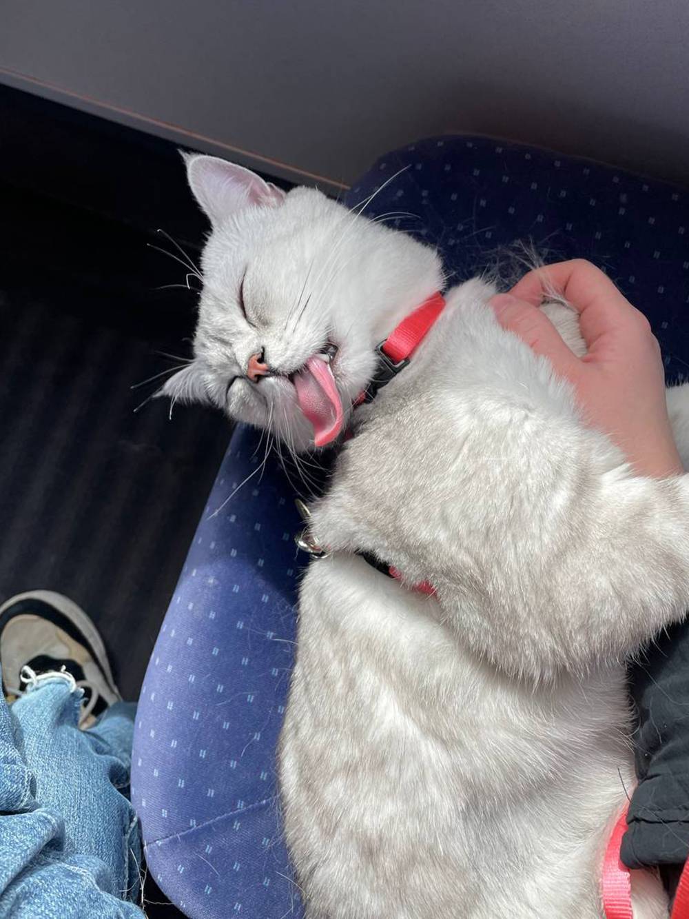 Можно ли перевозить корм для животных через границу