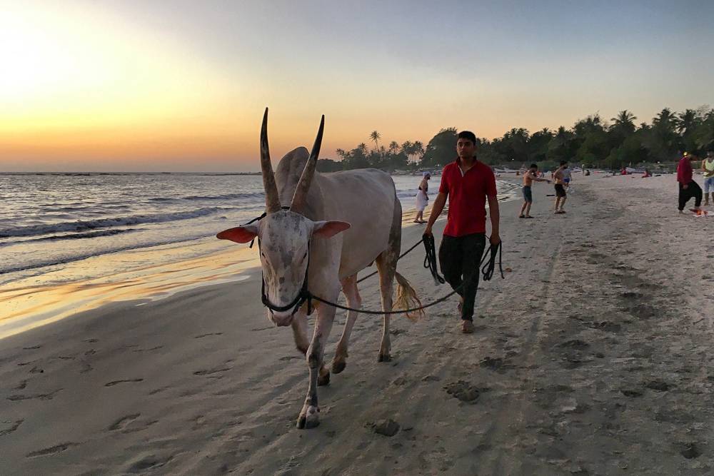Коровы на пляжах Гоа — обычное дело. Это породистый бык, которого выгуливают, чтобы он был в форме перед боями
