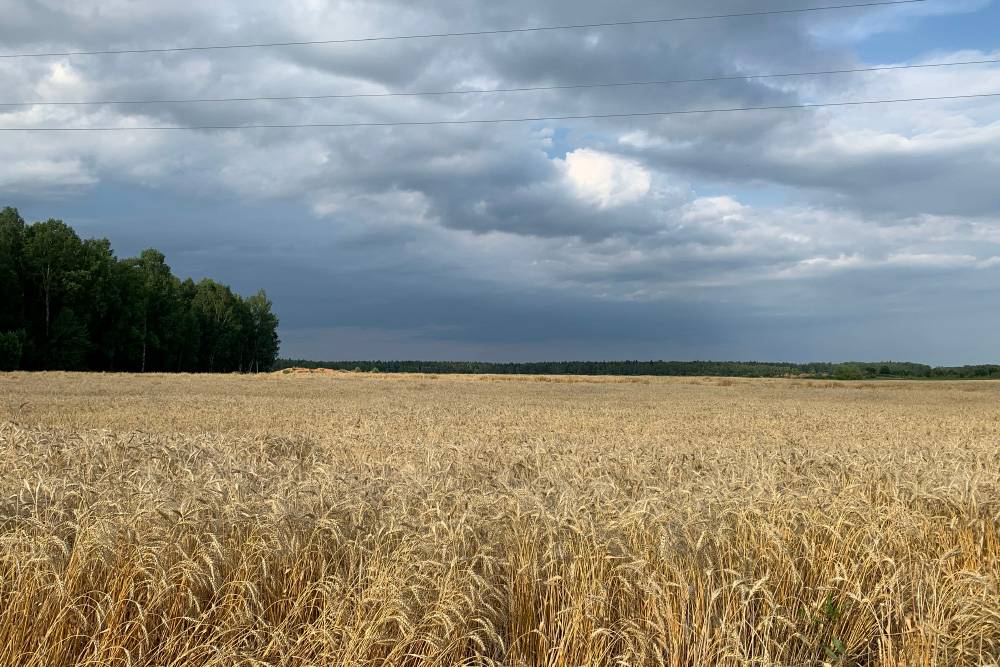 По дороге из Калуги в Москву встречаются бескрайние поля
