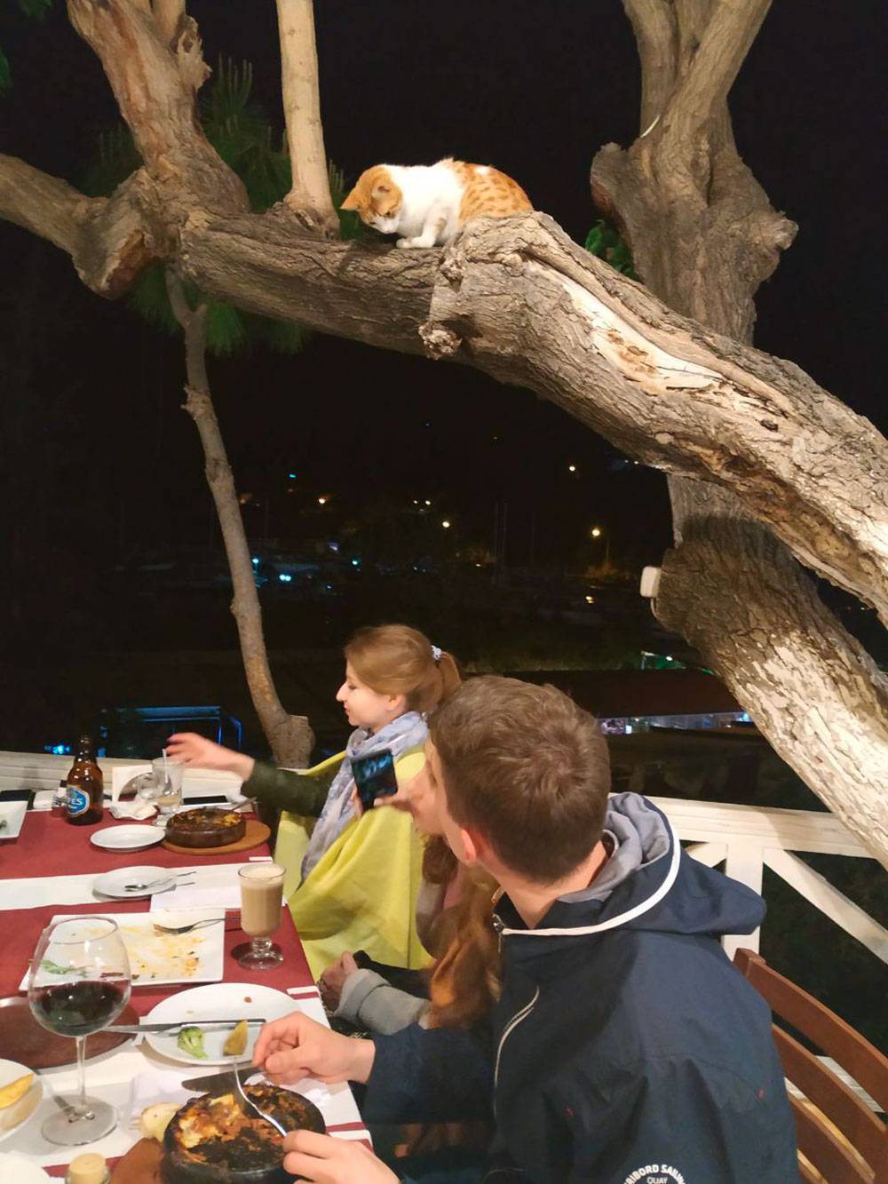Шерстяные гости ресторана «Акин». Предложили коту стейк, он отказался — видимо, рассчитывал на креветок