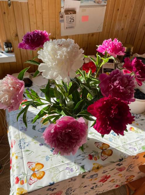 Мои любимые цветы — пионы. Дедушка иногда срезает их для&nbsp;меня и ставит в вазу
