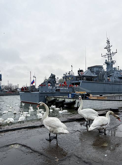 Лебеди и корабли военно-морского флота в порту