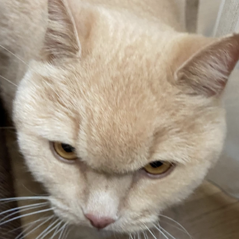 Котик, похоже, не очень рад меня видеть